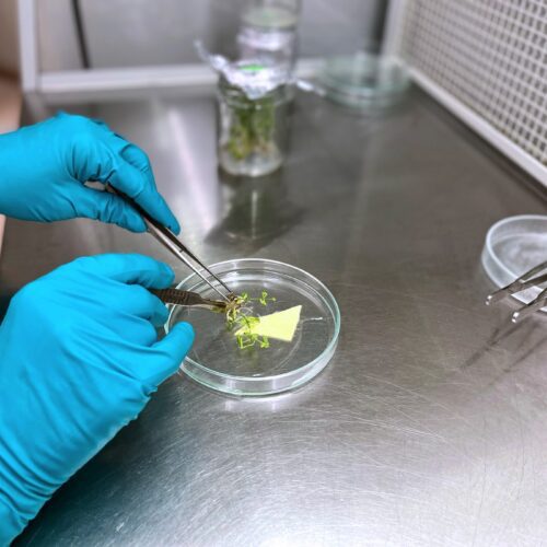 Hands with blue gloves operating a plant sample.