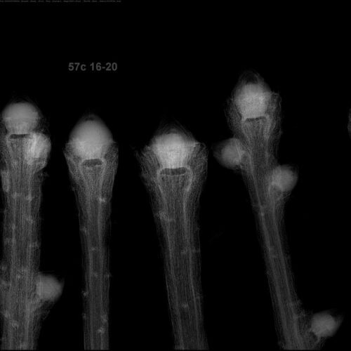 A x-ray picture of fir twigs.