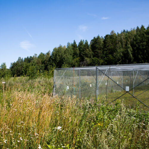 Butterfly cage next to the field and the forest.