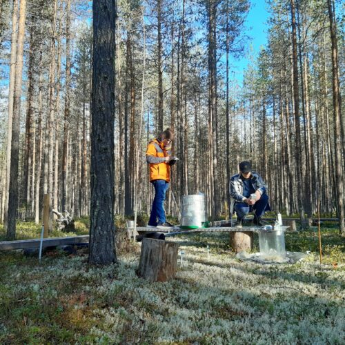 Two researchers making CO2 measurements in the pine forest.