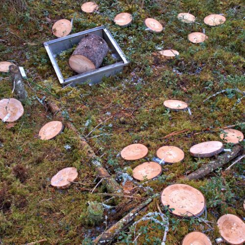 Discs cut of tree trunk laying on a moss ground